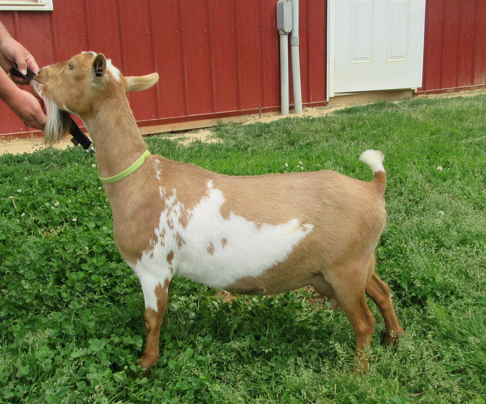 Country Charm Addison, Nigerian Dwarf Goat, Halifax, VA. Country Charm Farm  