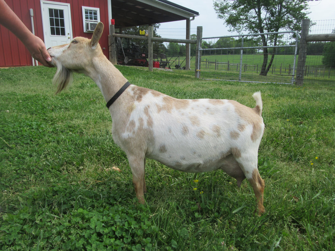 Country Charm Claire, Nigerian Dwarf Goat, Halifax, VA. Country Charm Farm 
