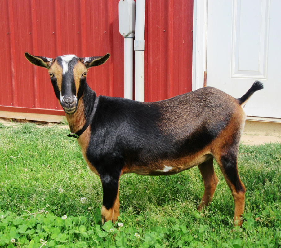 Country Charm Polly, Nigerian Dwarf Goat, Halifax, VA. Country Charm Farm