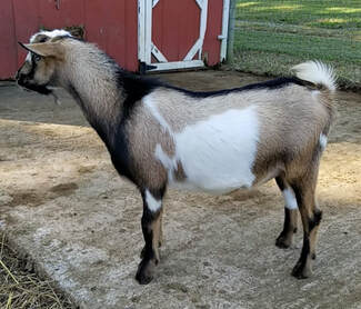 Nigerian Dwarf Goat , Geronimo